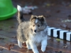 Drumlin Puppy 8 weeks old