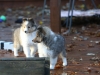 Drumlin Puppy 8 weeks old