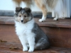 Drumlin Puppy 8 weeks old