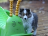 Drumlin Puppy 8 weeks old