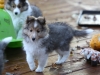 Drumlin Puppy 8 weeks old