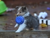 Drumlin Puppy 8 weeks old
