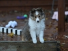 Drumlin Puppy 8 weeks old