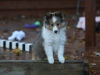 Drumlin Puppy 8 weeks old