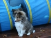 Drumlin Puppy 8 weeks old
