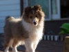Cumin, 11 weeks old, male.