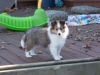 Ceylon, 11 weeks old. Femaie.