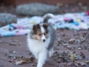 Ceylon, 11 weeks old. Femaie.