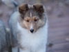 20151115-Drumlin_Puppy-2009.jpg