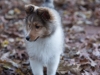20151115-Drumlin_Puppy-2036.jpg