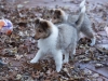 20151115-Drumlin_Puppy-2050.jpg