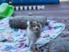 Cumin, 11 weeks old, male.
