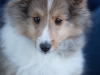 Cumin, 11 weeks old, male.
