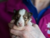 20180429-Sable_Female-2_weeks-01