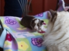 20180429-Sable_Female-2_weeks-02