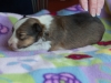 20180429-Sable_Female-2_weeks-03