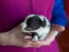 20180429-Tri-Female-2_weeks-01