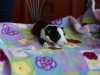 20180429-Tri-Female-2_weeks-03
