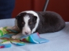 20180429-Tri-Male-2_weeks-01