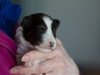 20180429-Tri-Male-2_weeks-02