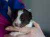 20180429-Tri-Male-2_weeks-03