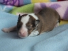20180422-Sable_Female-04