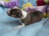 20180422-Sable_Female-05