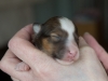 20180422-Sable_Female-06