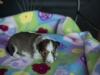 20180505-Sable-Female_3_weeks-01