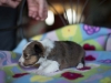 20180505-Sable-Female_3_weeks-02