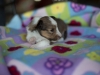 20180505-Sable-Female_3_weeks-03