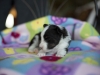 20180505-Tri-Female_3_weeks-01