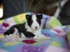 20180505-Tri-Female_3_weeks-02