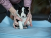 20180505-Tri-Male_3_weeks-01