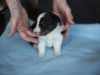 20180505-Tri-Male_3_weeks-02