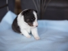 20180505-Tri-Male_3_weeks-03