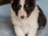 Liam, tri male 4-weeks