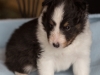 Liam, tri male 4-weeks