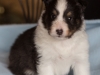 Liam, tri male 4-weeks