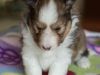 Emma, sable female 4-weeks