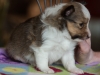 Emma, sable female 4-weeks