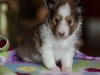 Emma, sable female 4-weeks