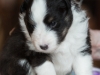 Olivia, tri female 4-weeks.