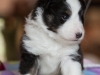 Olivia, tri female 4-weeks.
