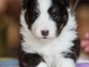 Olivia, tri female 4-weeks.