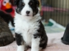 Olivia, tri female 5-weeks.