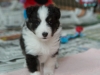 Olivia, tri female 5-weeks.
