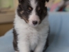 Liam, tri male 5-weeks.