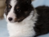 Liam, tri male 5-weeks.