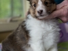 Emma, sable female 5-weeks.